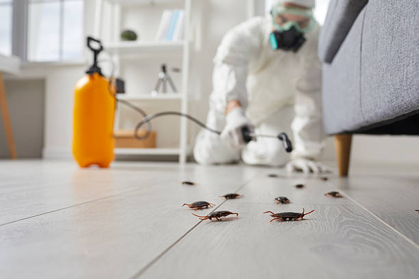 Trusted Termite Control service in West Palm Beach, FL - Nex Pest Control